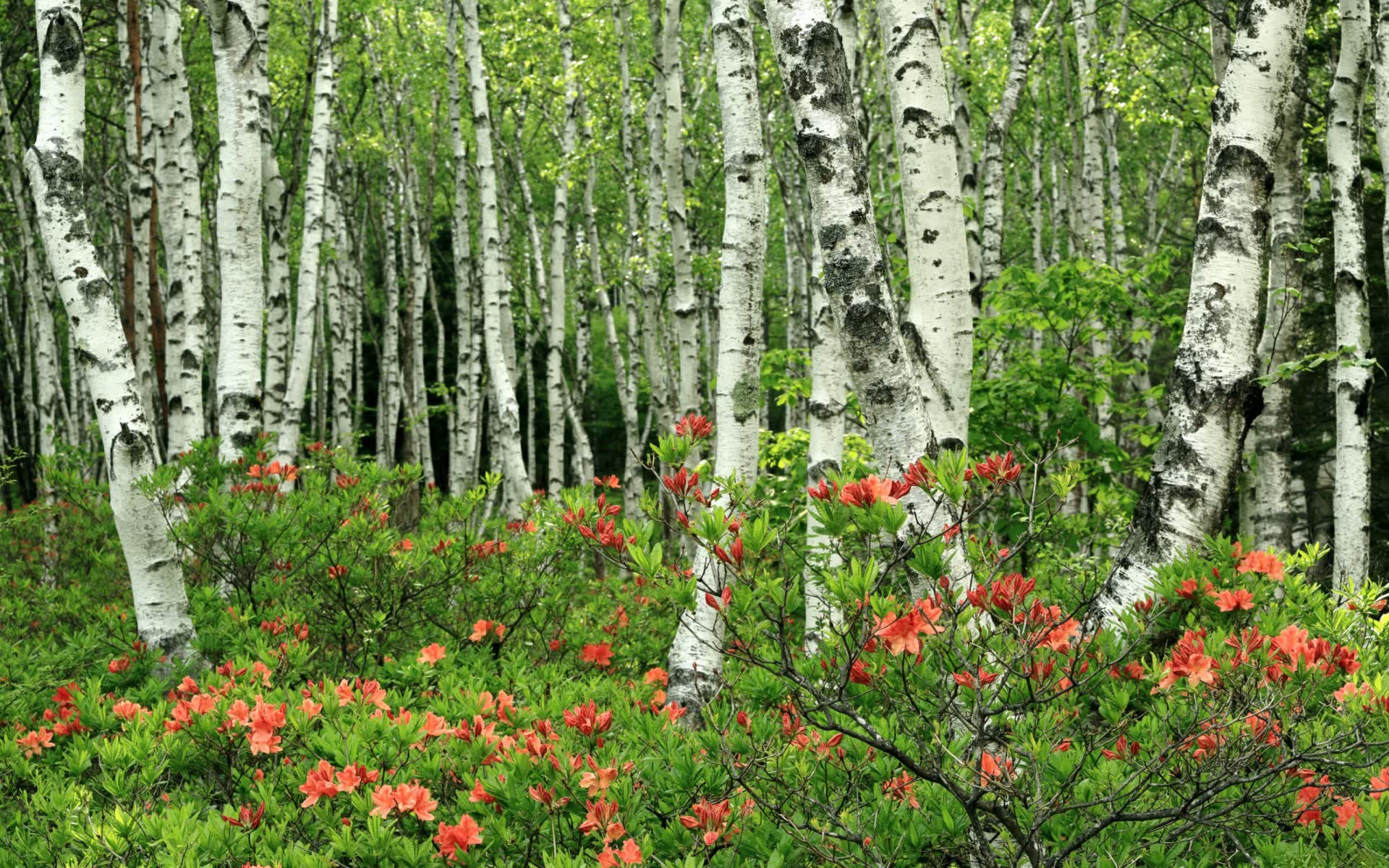 世界排球锦标赛：全场轮换节奏管理成为教练考验点，排球世界锦标赛2022